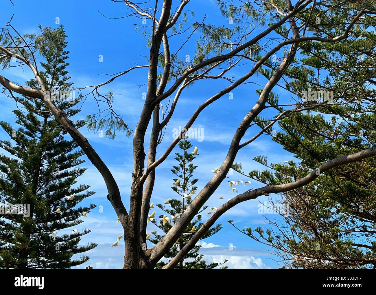 Flock of white cockatoos winging their way across the blue sky - Smartphone Captured Stock Image
