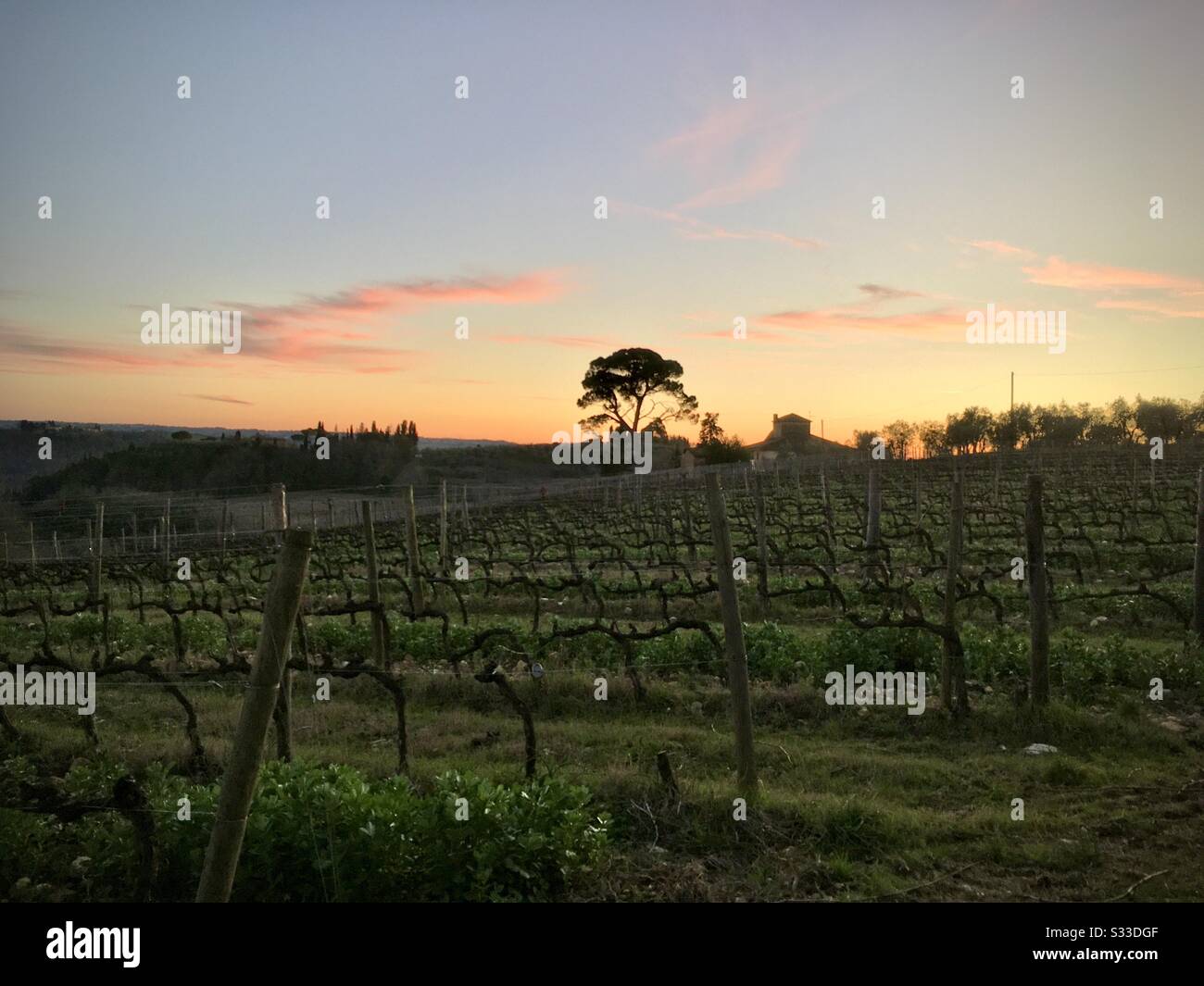 San Casciano VP Chianti wine area near Florence, Italy February 2020. View of vineyard at sunset. Stock Photo