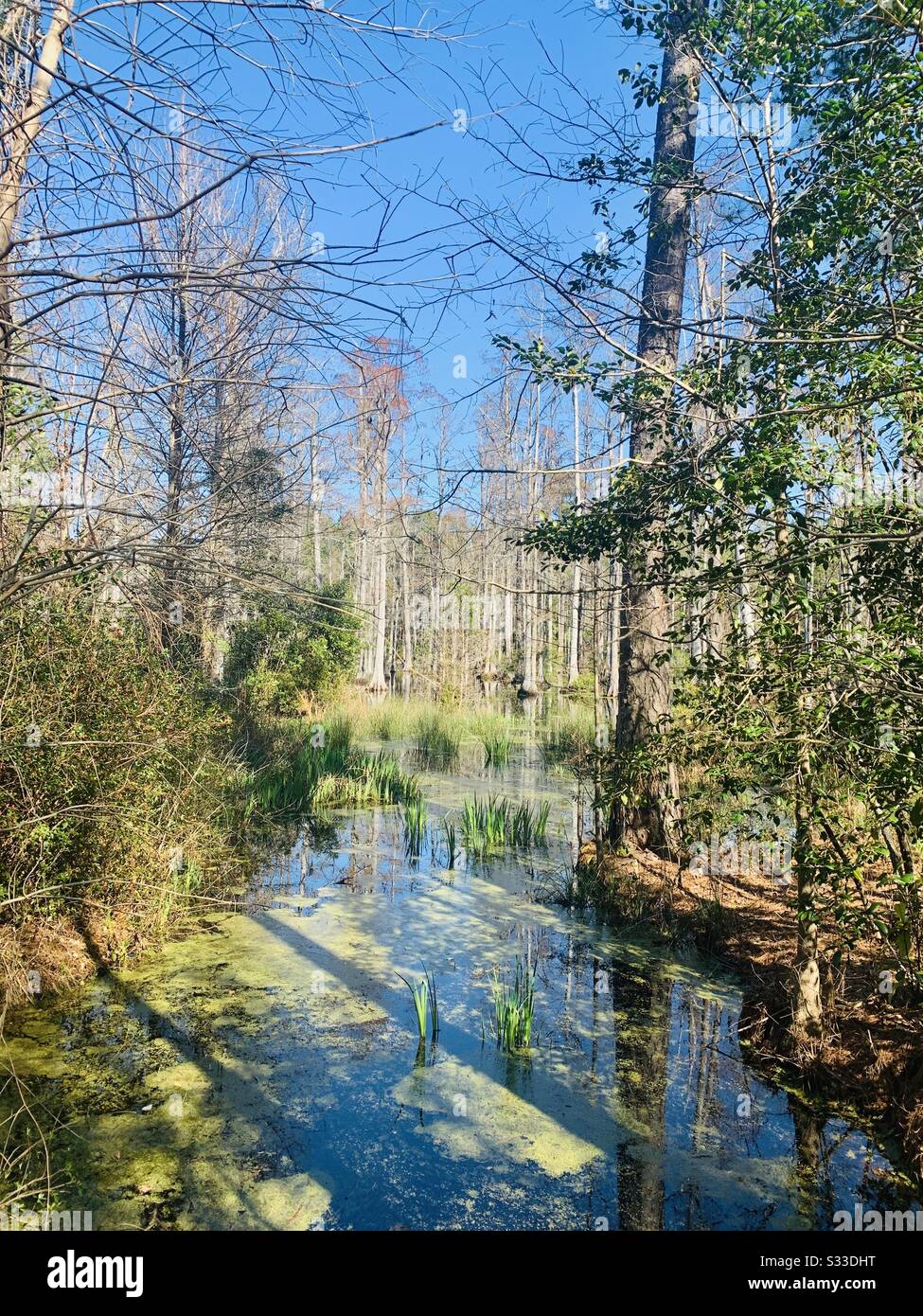 Gardens corner sc hires stock photography and images Alamy