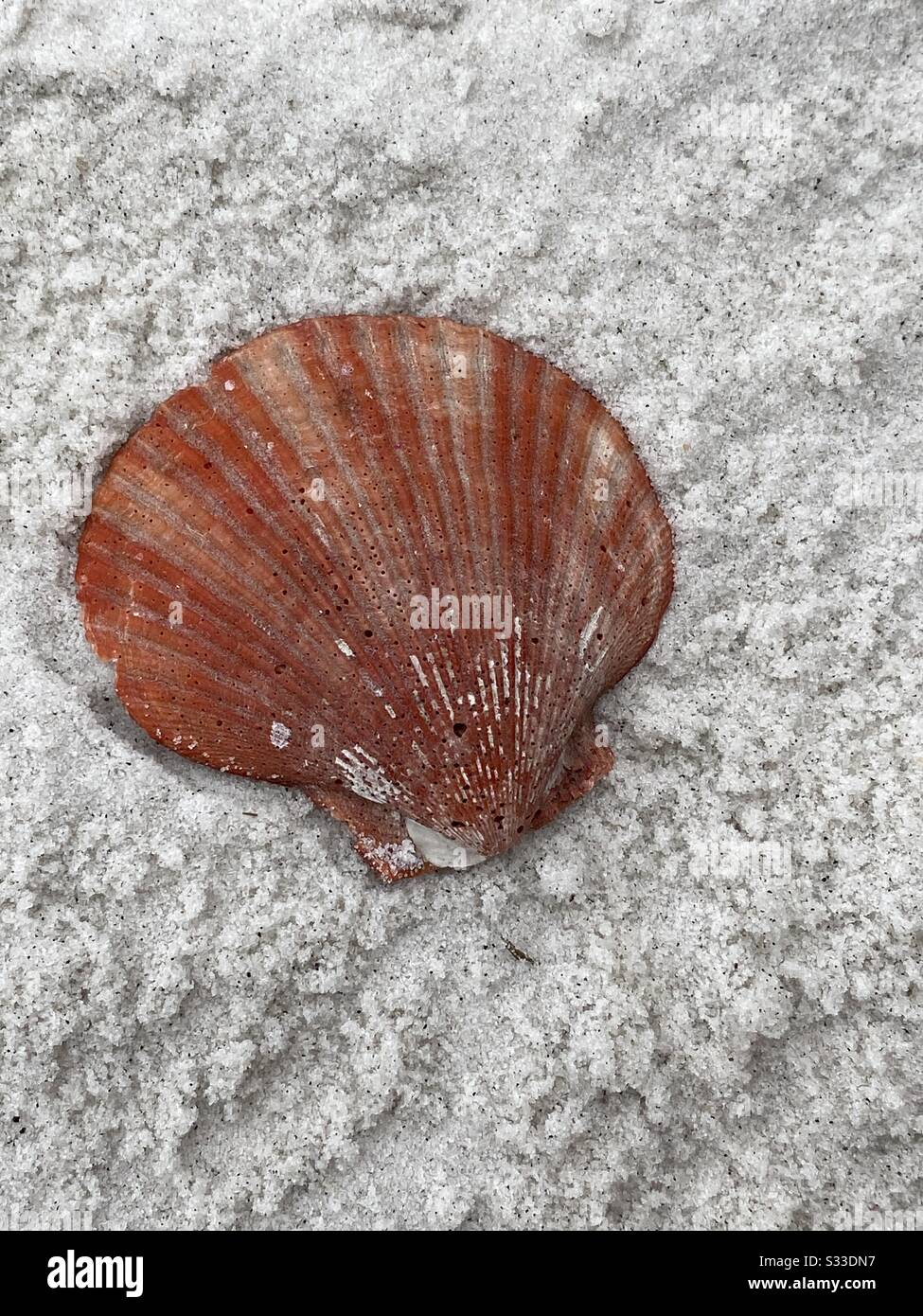 Coral colored seashell with white sand background - Smartphone Captured Stock Image