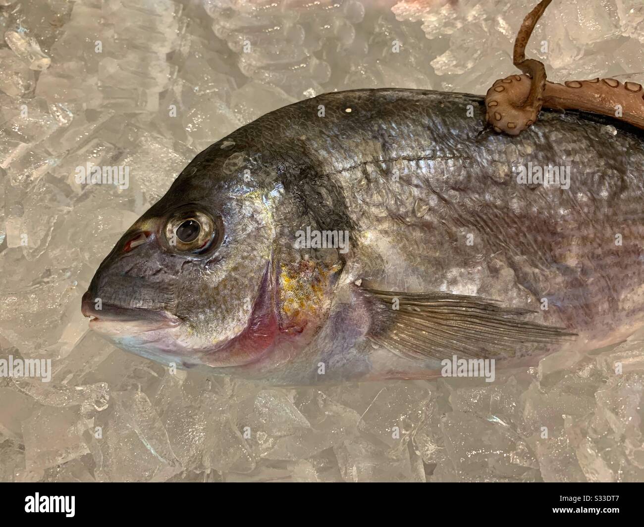 Fresh sea bass on ice - Smartphone Captured Stock Image