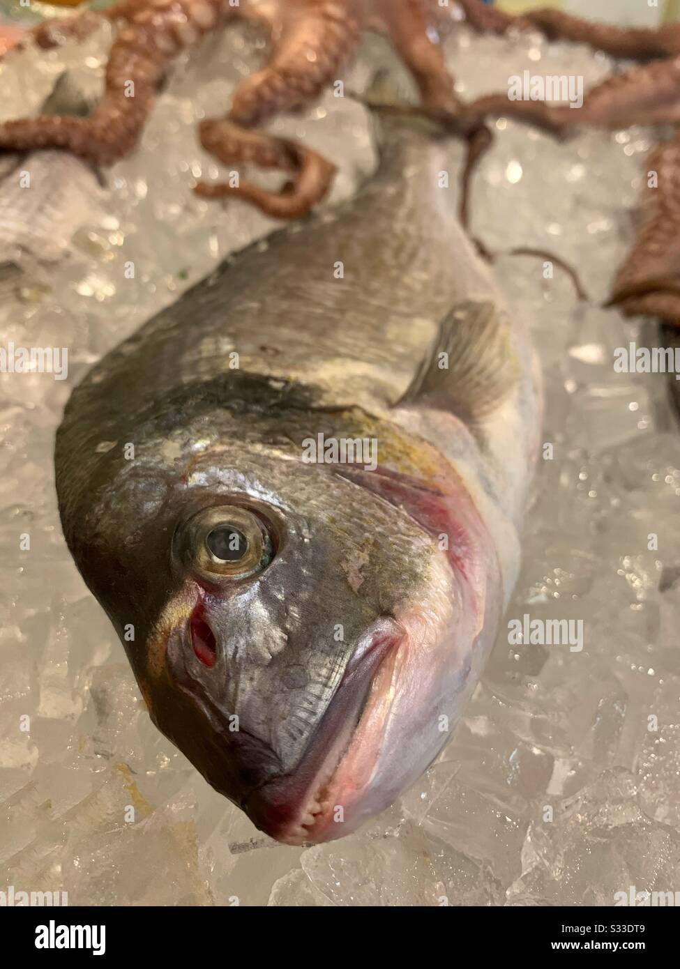 Fresh sea bass on ice Stock Photo