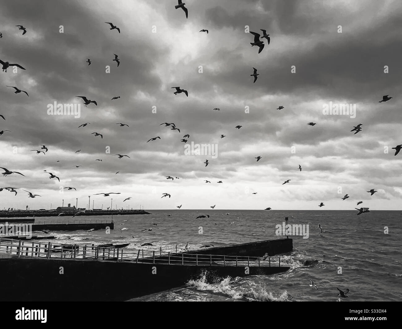 Seagulls swarm over the Western Undercliff beach in Ramsgate in monochrome - Smartphone Captured Stock Image
