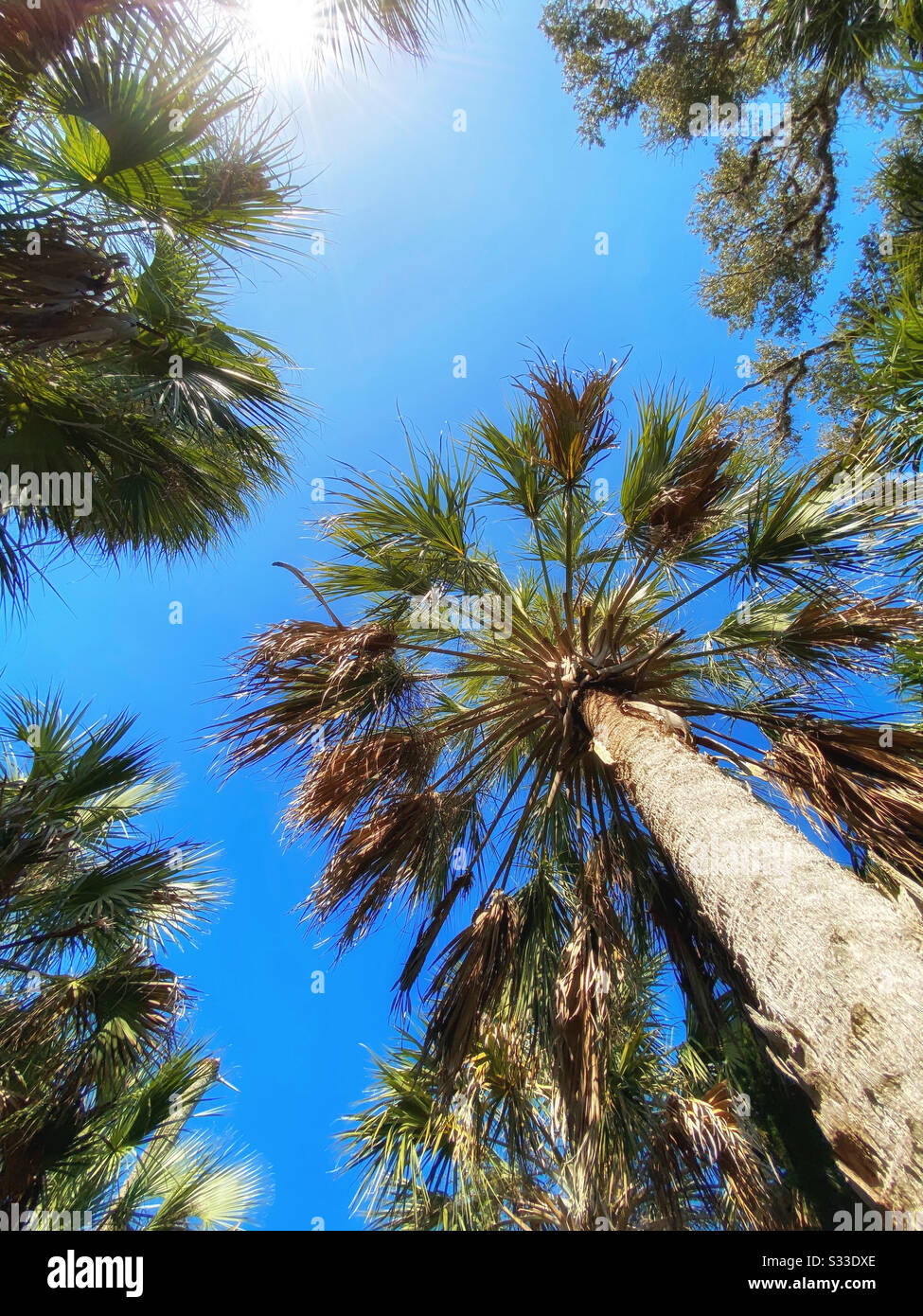 Low angle view of palm trees Stock Photo - Alamy