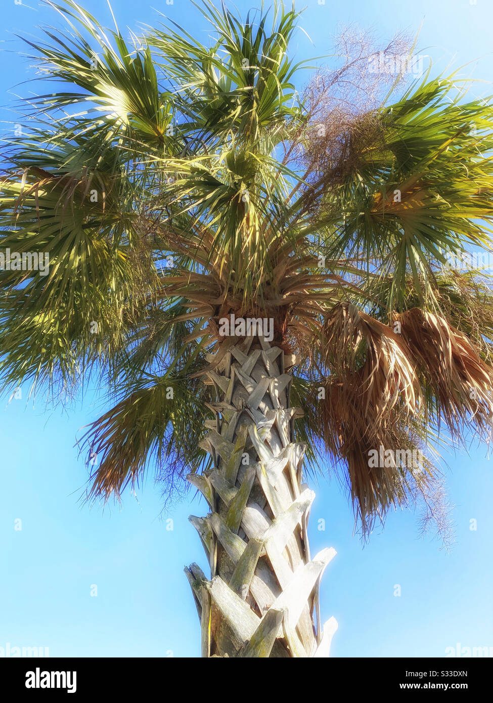 Low angle of palm tree. - Smartphone Captured Stock Image