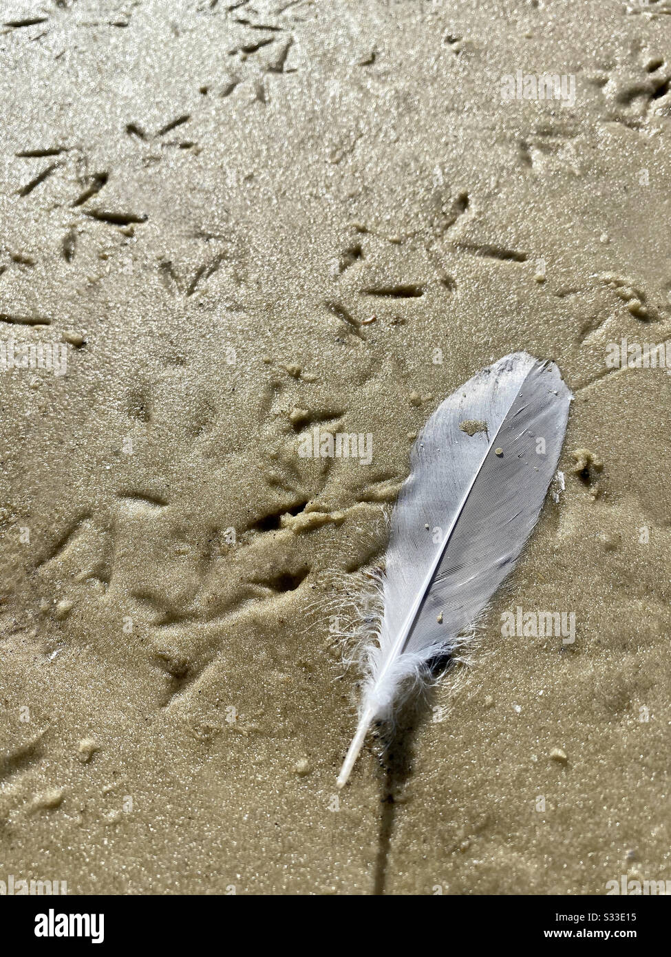 White bird feather on beach - Smartphone Captured Stock Image