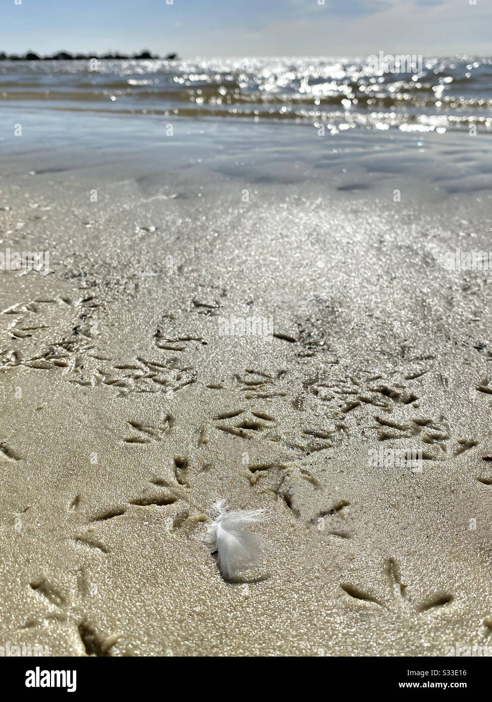 Bird feather on beach surrounded by bird footprints - Smartphone Captured Stock Image