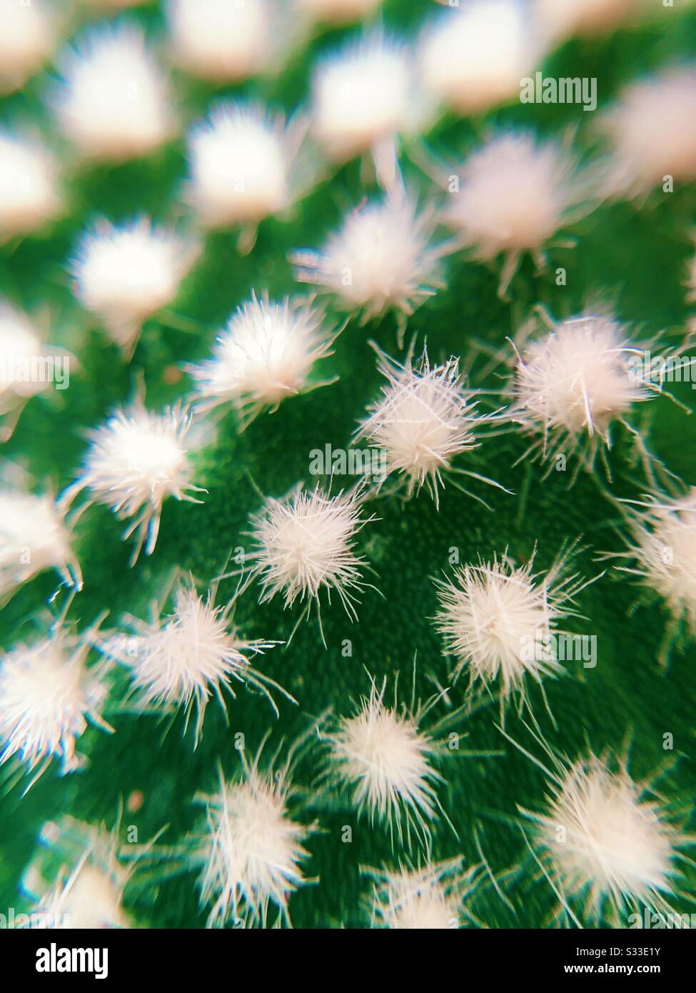 Macro image of a cactus leaf - Smartphone Captured Stock Image