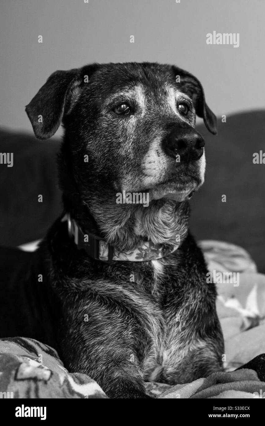 This is my 13 year old black lab Stock Photo Alamy