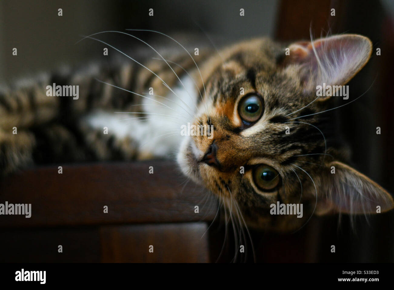 4 month old kitten hires stock photography and images Alamy