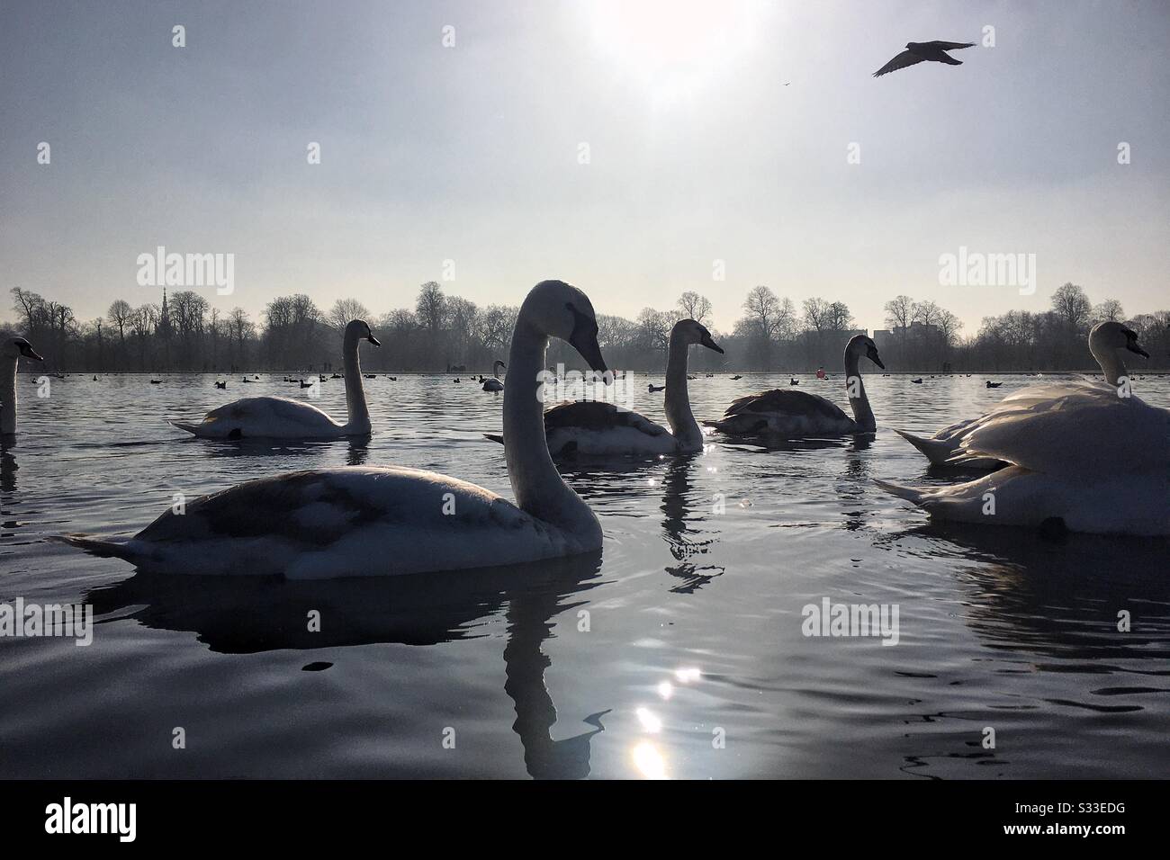 Swans Kensington Gardens London - Smartphone Captured Stock Image