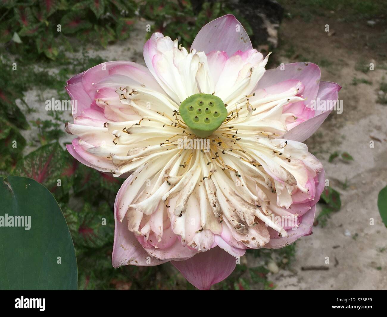 White and pink lotus flower, Nelumbo nucifera - Smartphone Captured Stock Image
