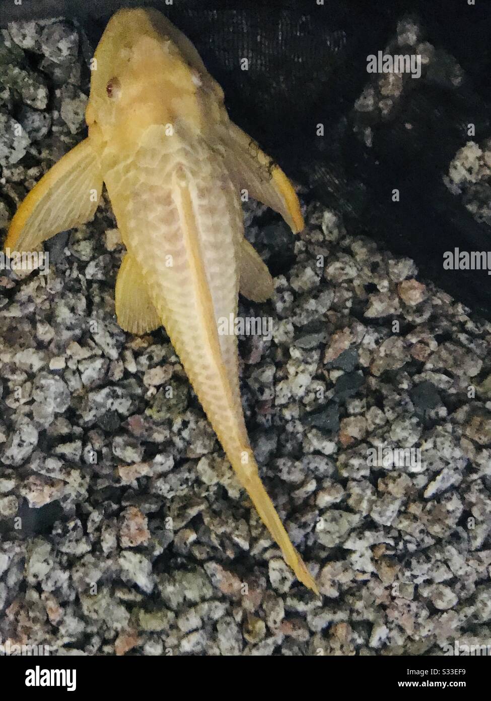 Golden Bristlenose Pleco sucker fish in a great aquarium in an educational institution - yellow fish cornered by itself - clear water -algae-eating, freshwater aquarium fish with disk-shaped mouths. Stock Photo