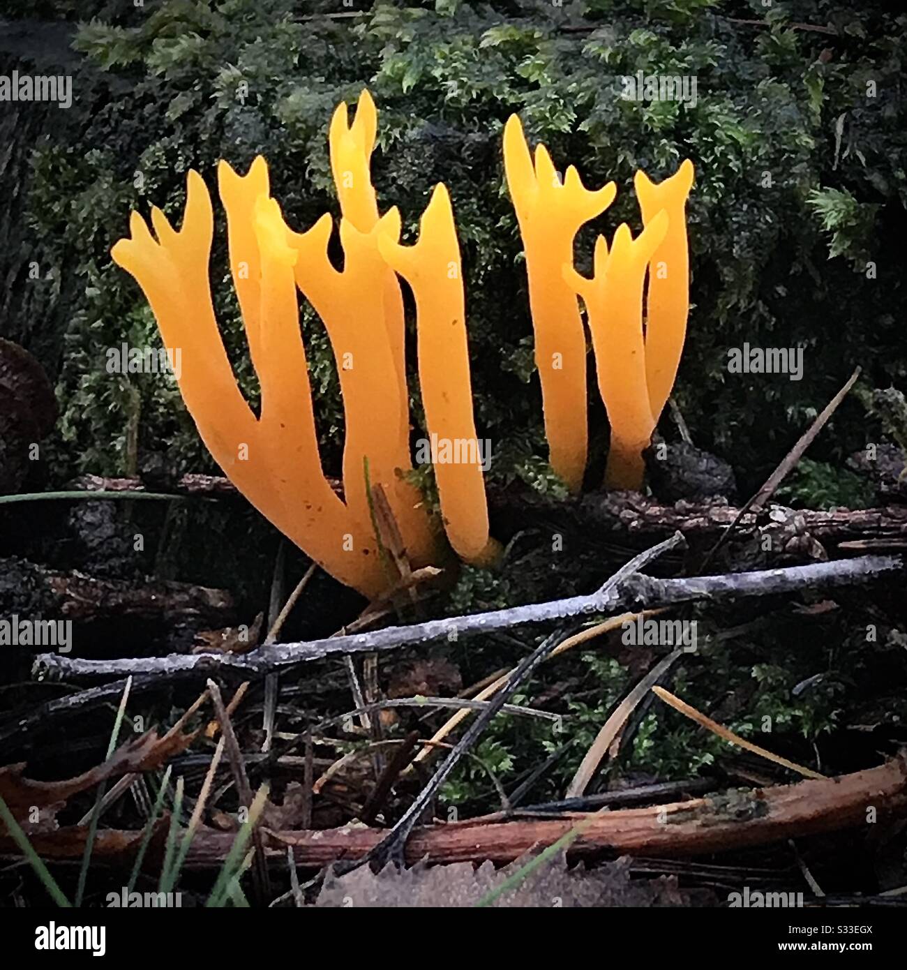 Yellow Stag's Horn Fungus (Calocera viscosa) New Forest UK Stock Photo