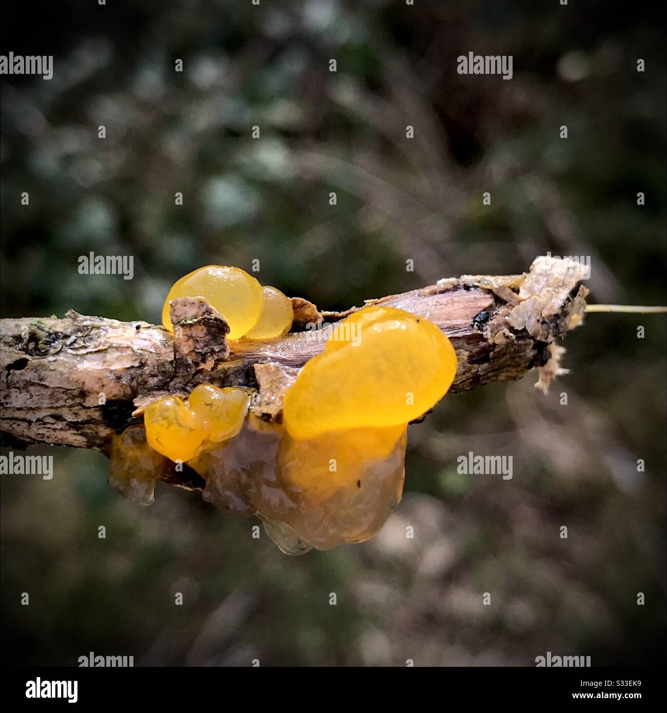 Orange Witches Butter (Dacrymyces palmatus) Orange Jelly Fungus. New
