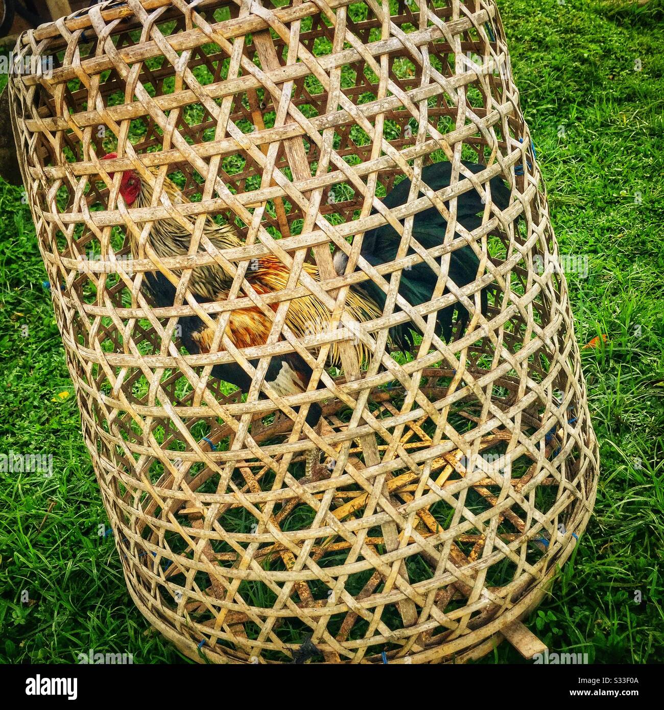 A caged male junglefowl at the permaculture farm at Desa Visesa, a luxury resort near Ubud, Bali, Indonesia - Smartphone Captured Stock Image