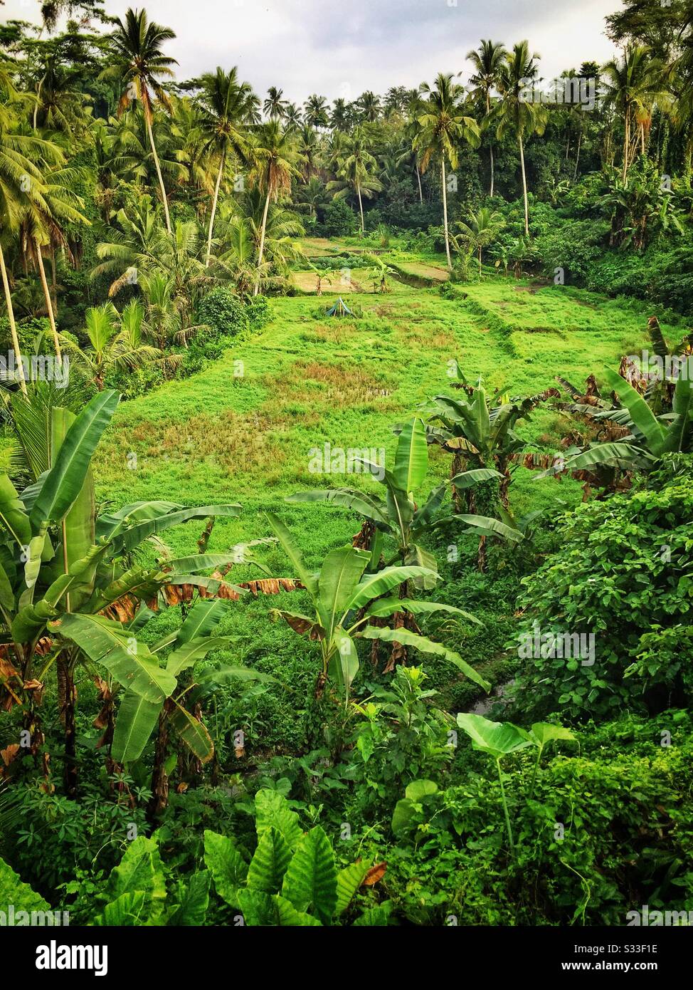 Rice paddy fields near Ubud, Bali, Indonesia - Smartphone Captured Stock Image