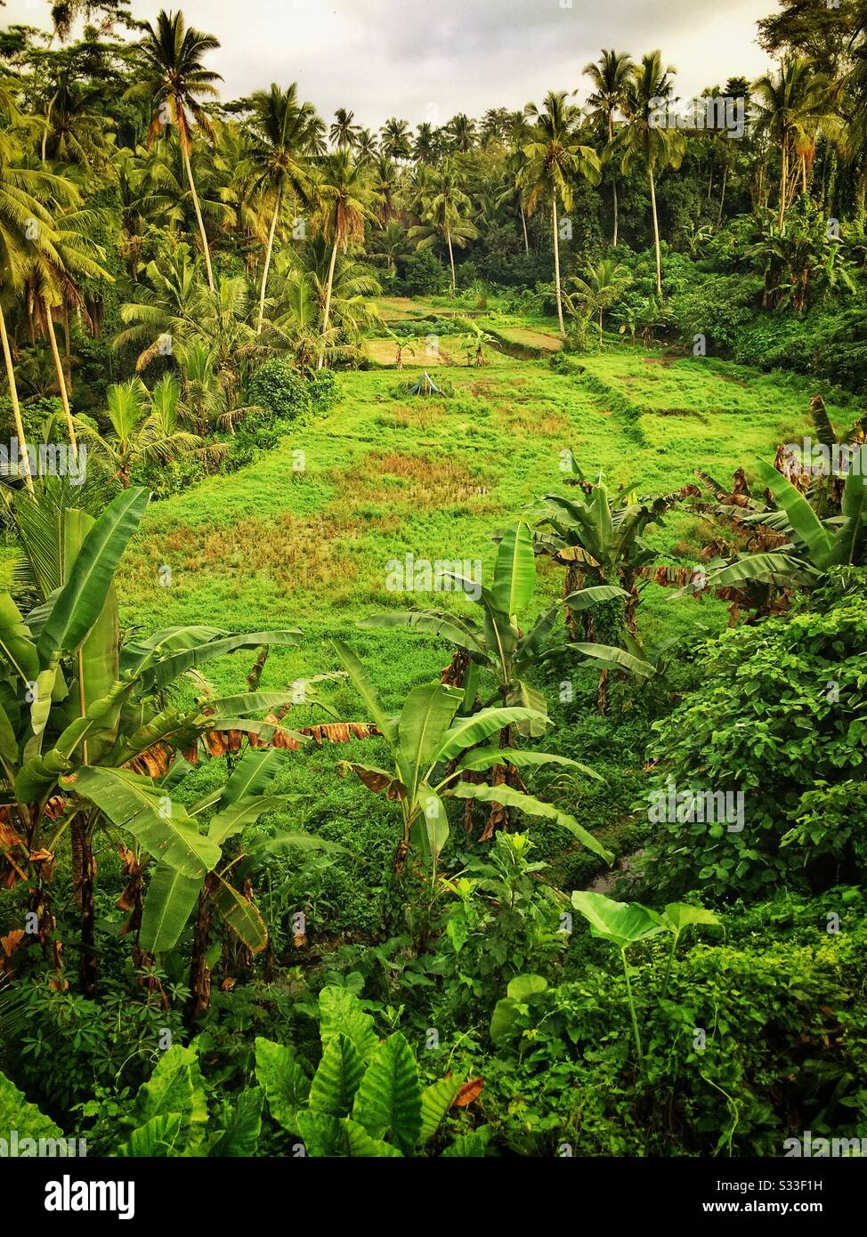 Rice paddy fields near Ubud, Bali, Indonesia - Smartphone Captured Stock Image