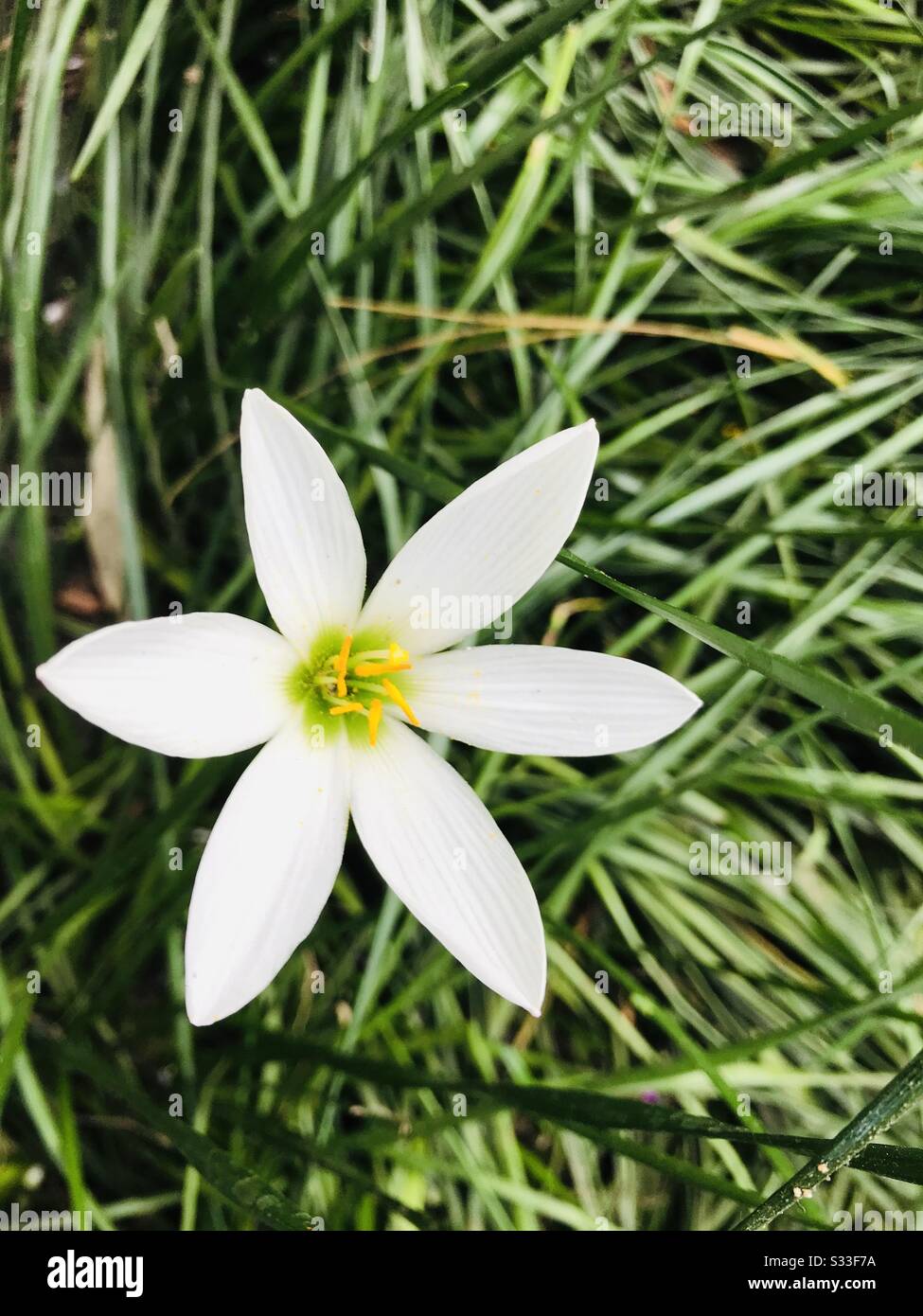 After lunch came out from restaurant & sat beside garden area found garden beds- india , beside a small cute white lily flower - Zephyranthes  Candida aka Fairy lily, Westwood flower, white  flower Stock Photo