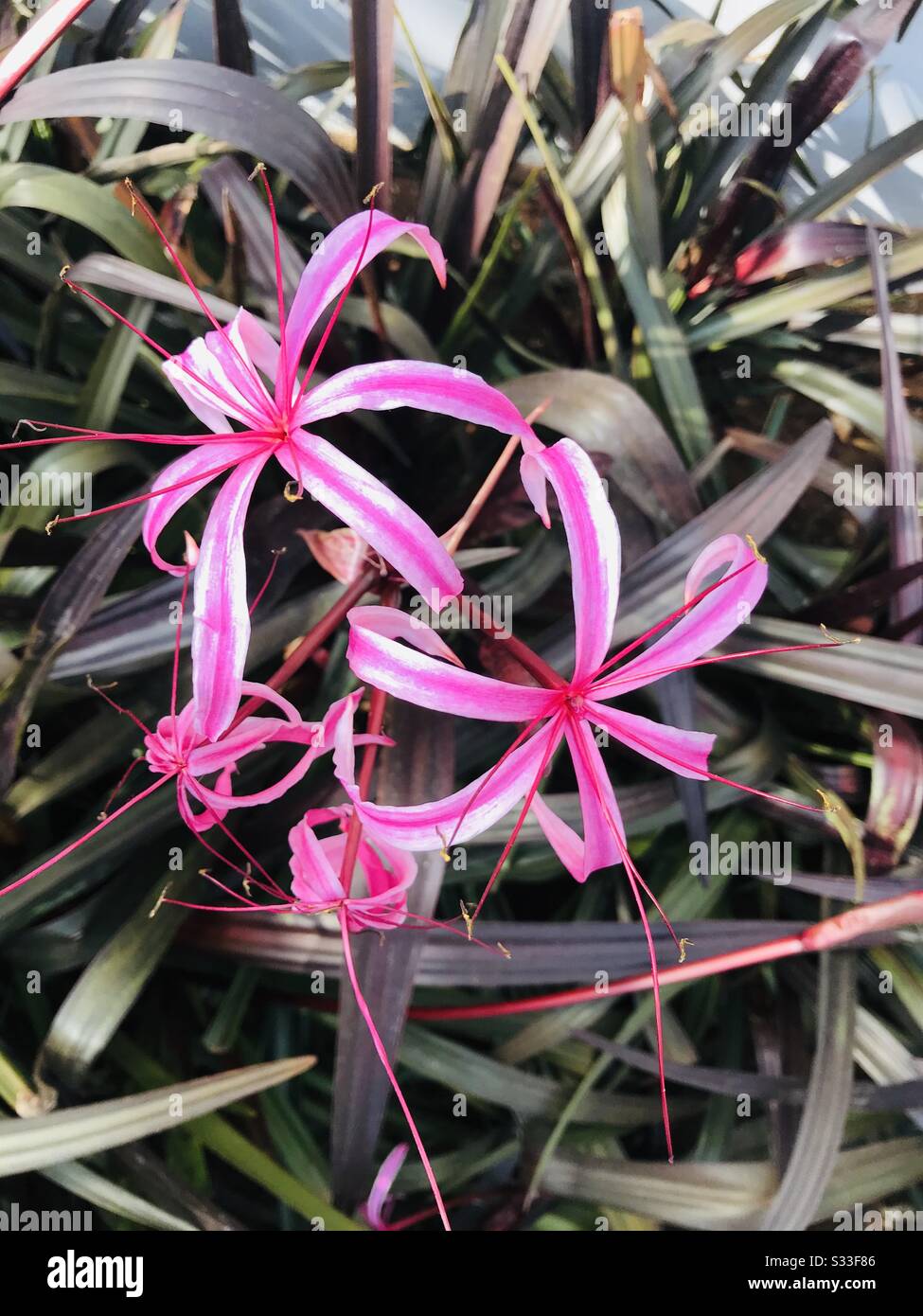 Restaurant garden in india near Pollachi found  giant spider lily aka Crinum amabile ,pink star like flower , bunch of pink flowers in single stalk, pink lily-Crinum Lily, Stock Photo