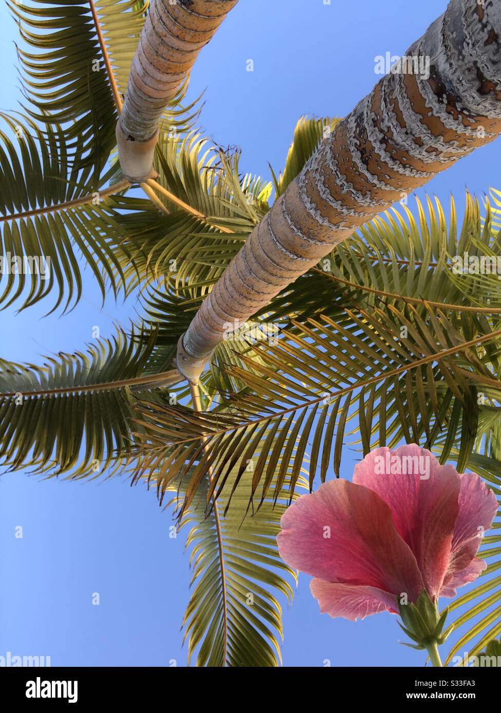 Pink hibiscus flower with palm trees Stock Photo Alamy