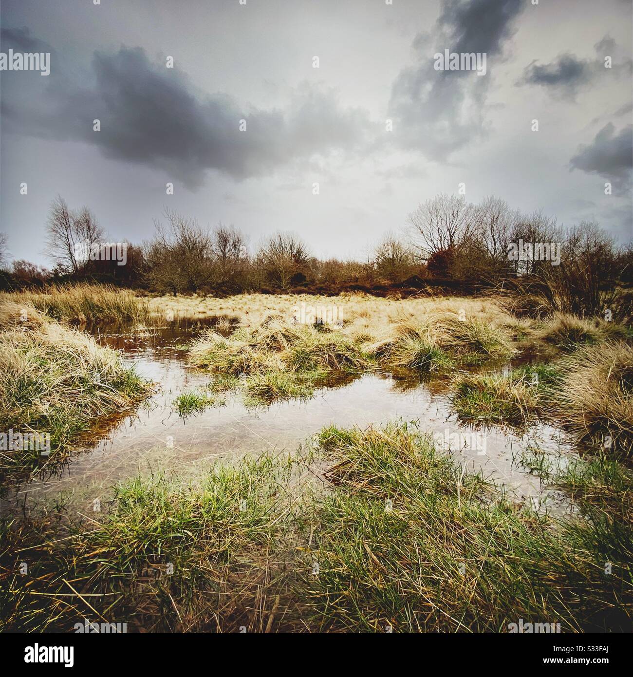 A moody landscape after a heaven rain storm in rural countryside. Flooded grass plains. Soggy wet marsh with grey rain clouds. Leafless tress on horizon with copy space - Smartphone Captured Stock Image