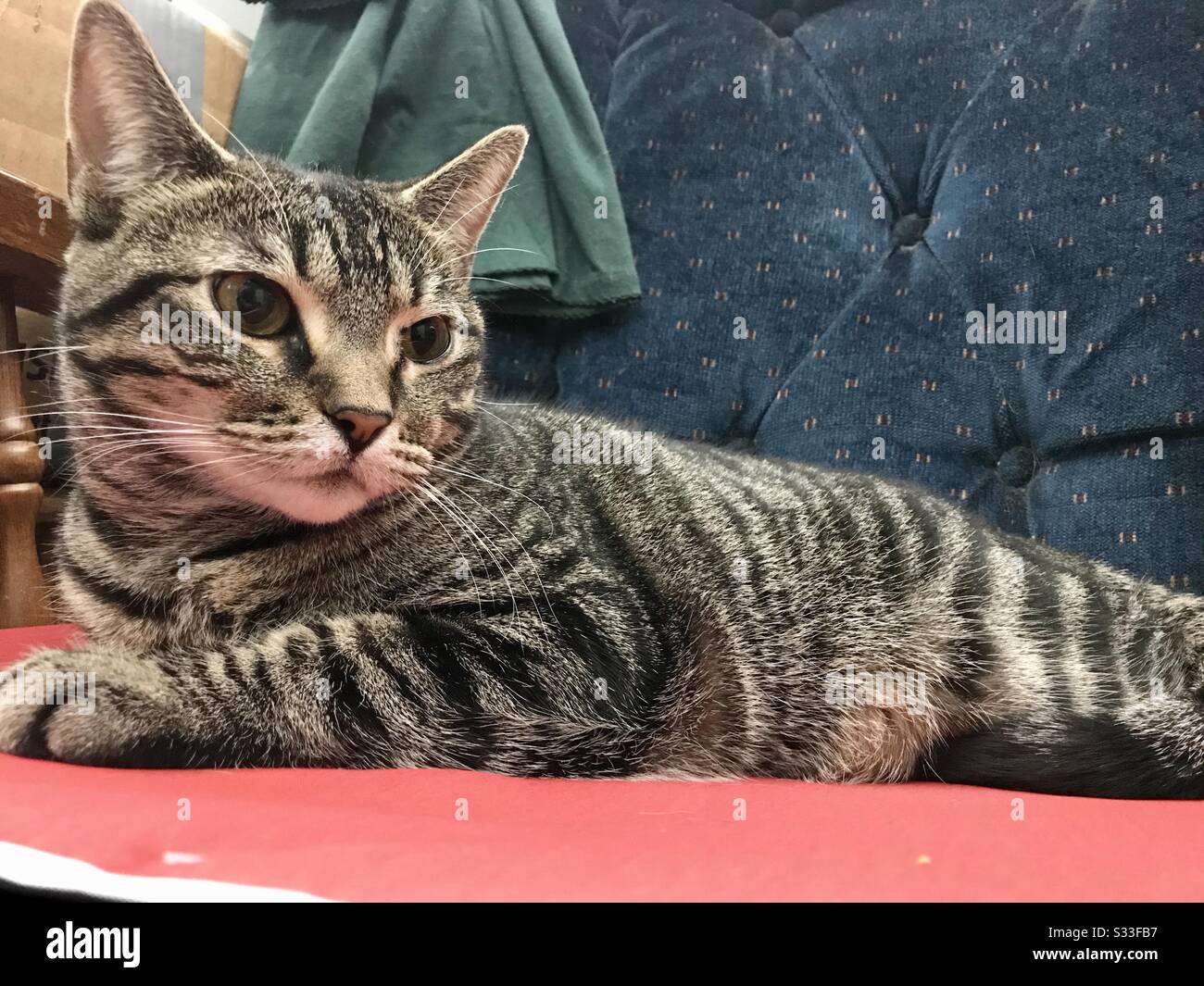 Female tabby cat hi res stock photography and images Alamy