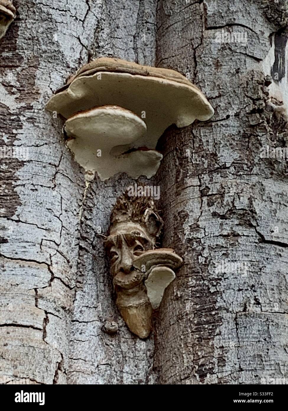 Artist’s Bracket Fungus with wood carving of face Stock Photo Alamy