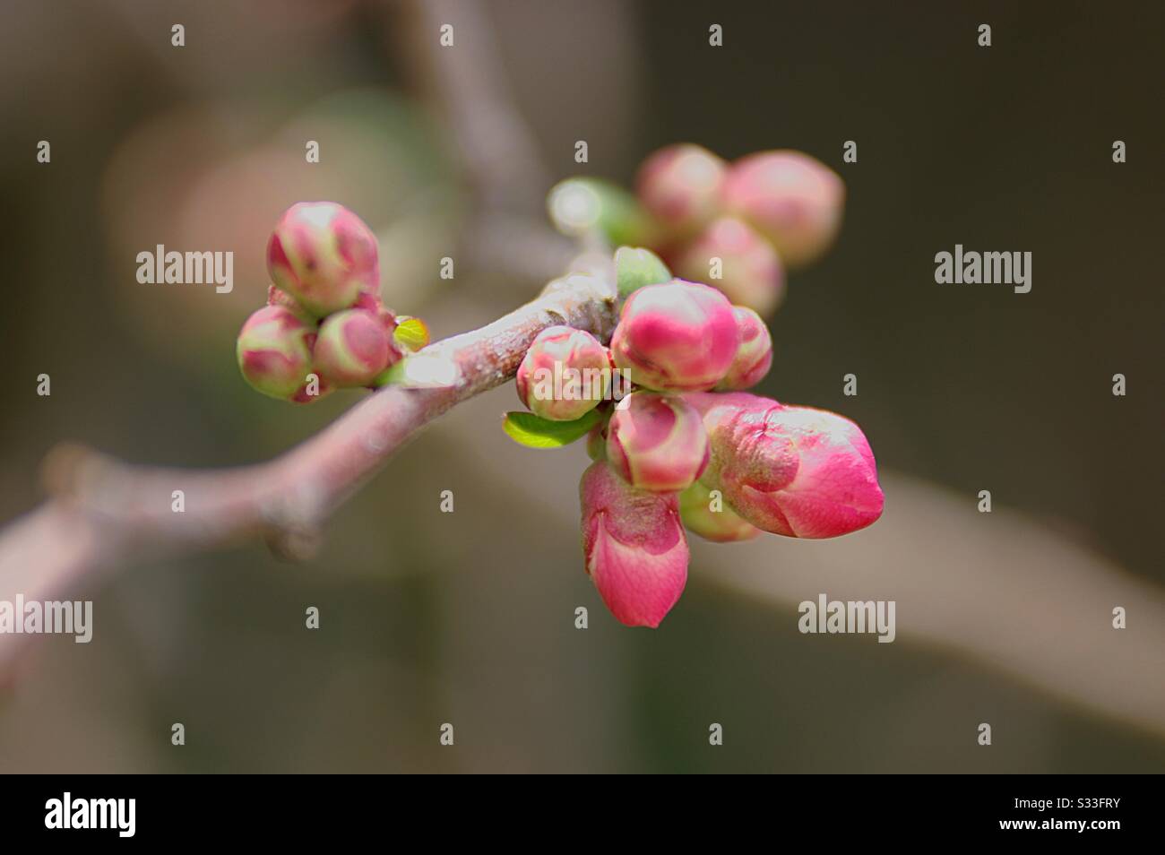 Flower bud in early spring Stock Photo
