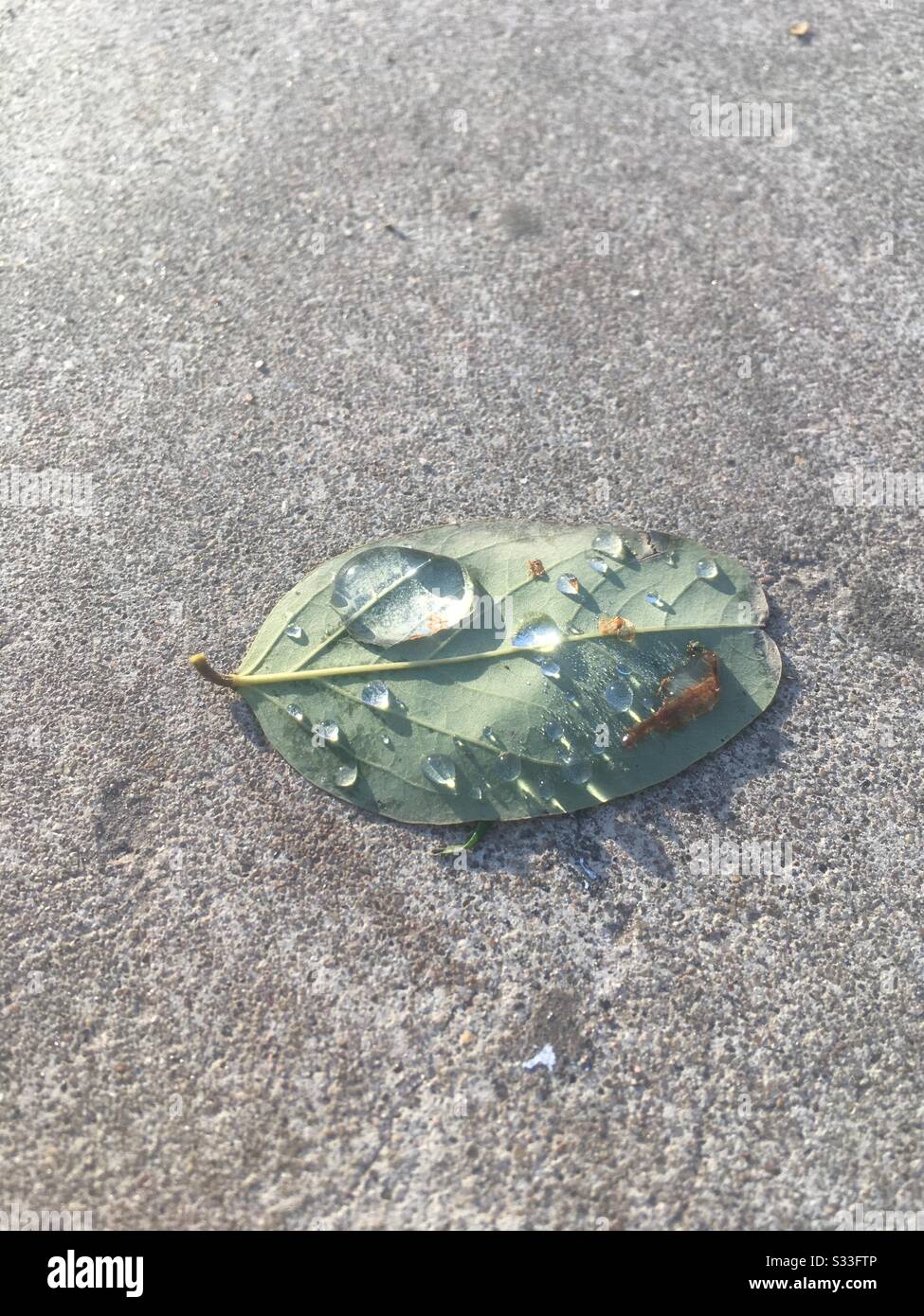 Germany, köln, 2019: water pearls on a leaf. Stock Photo