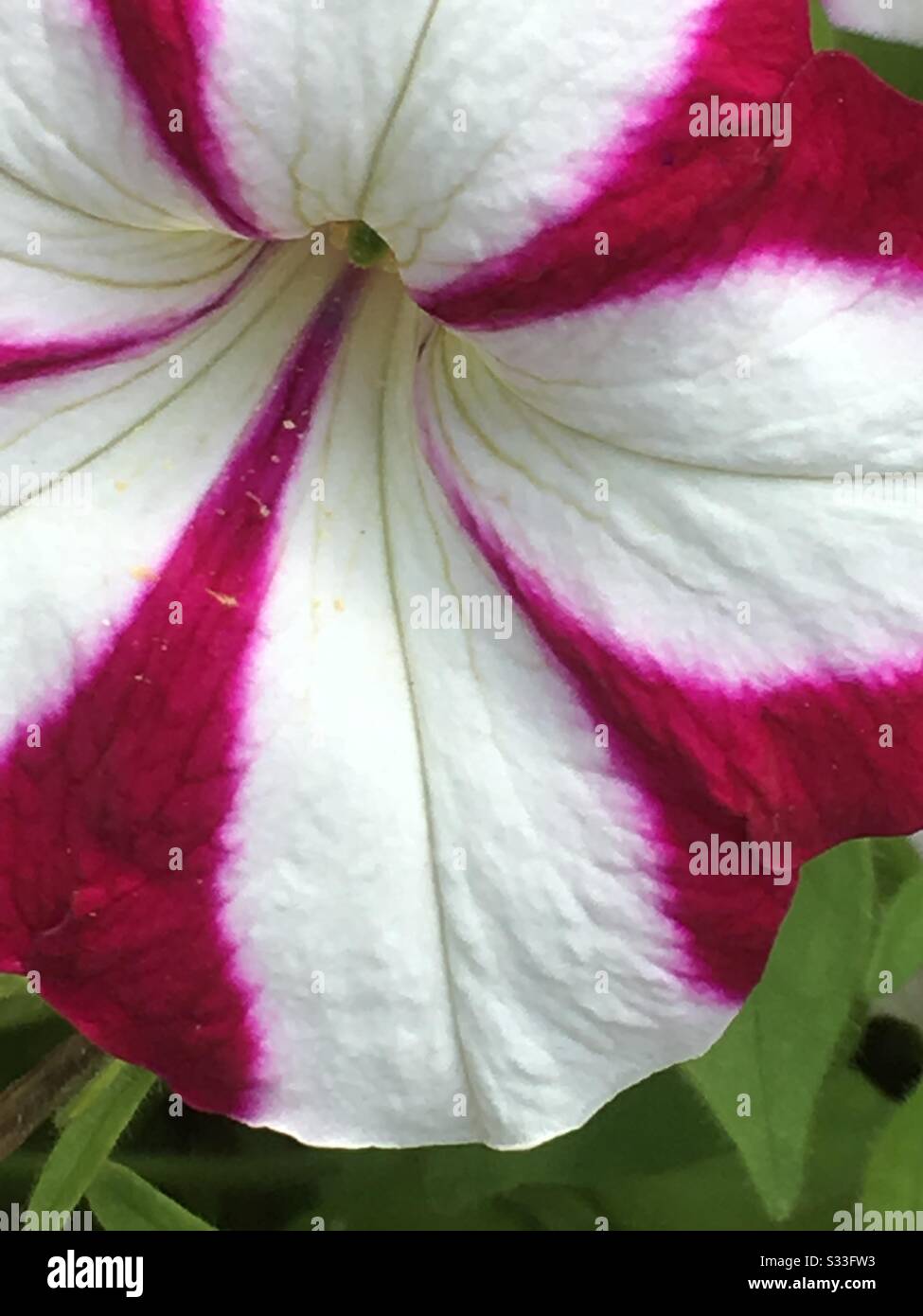 Purple and white striped flower hi-res stock photography and images - Alamy