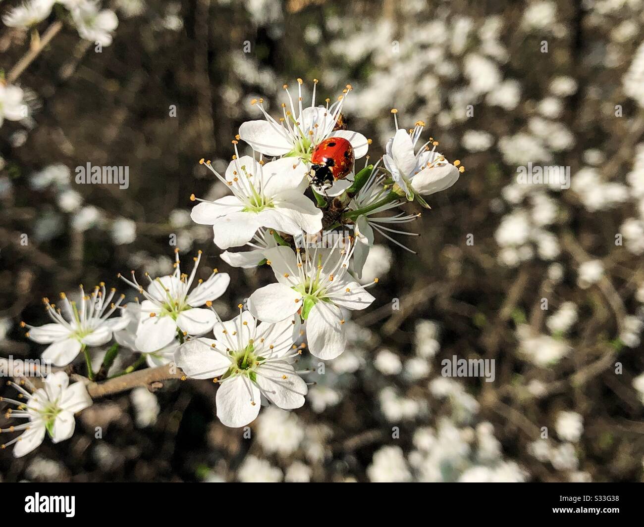 Ladybug on white flowers - Smartphone Captured Stock Image