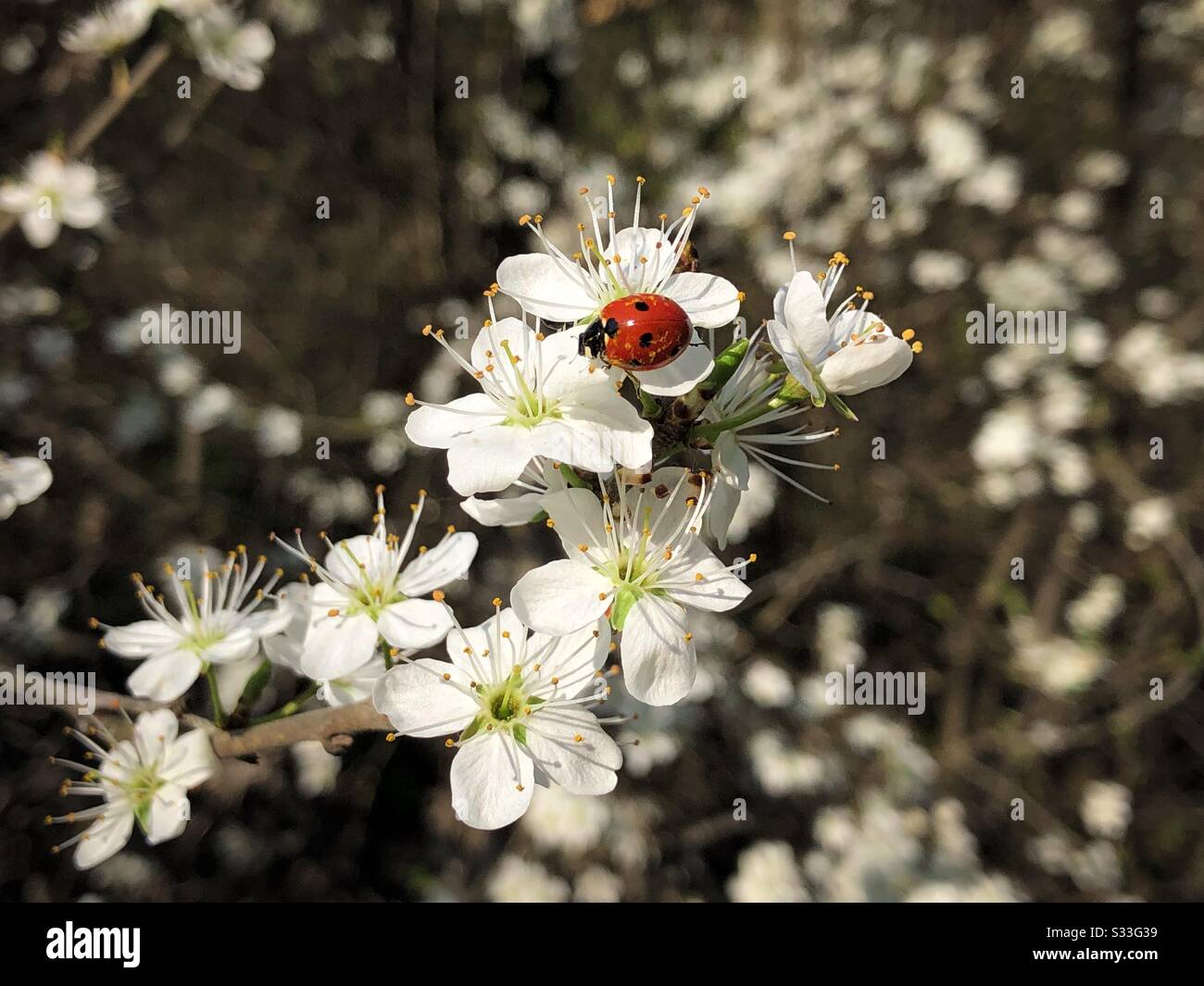 Ladybug on white flowers - Smartphone Captured Stock Image