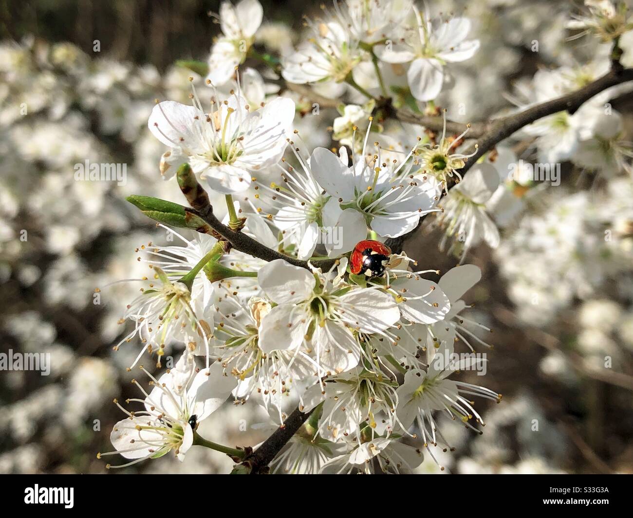 Ladybug on white flowers - Smartphone Captured Stock Image