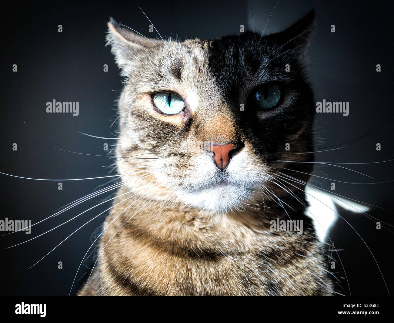 Cranky cat Stock Photo