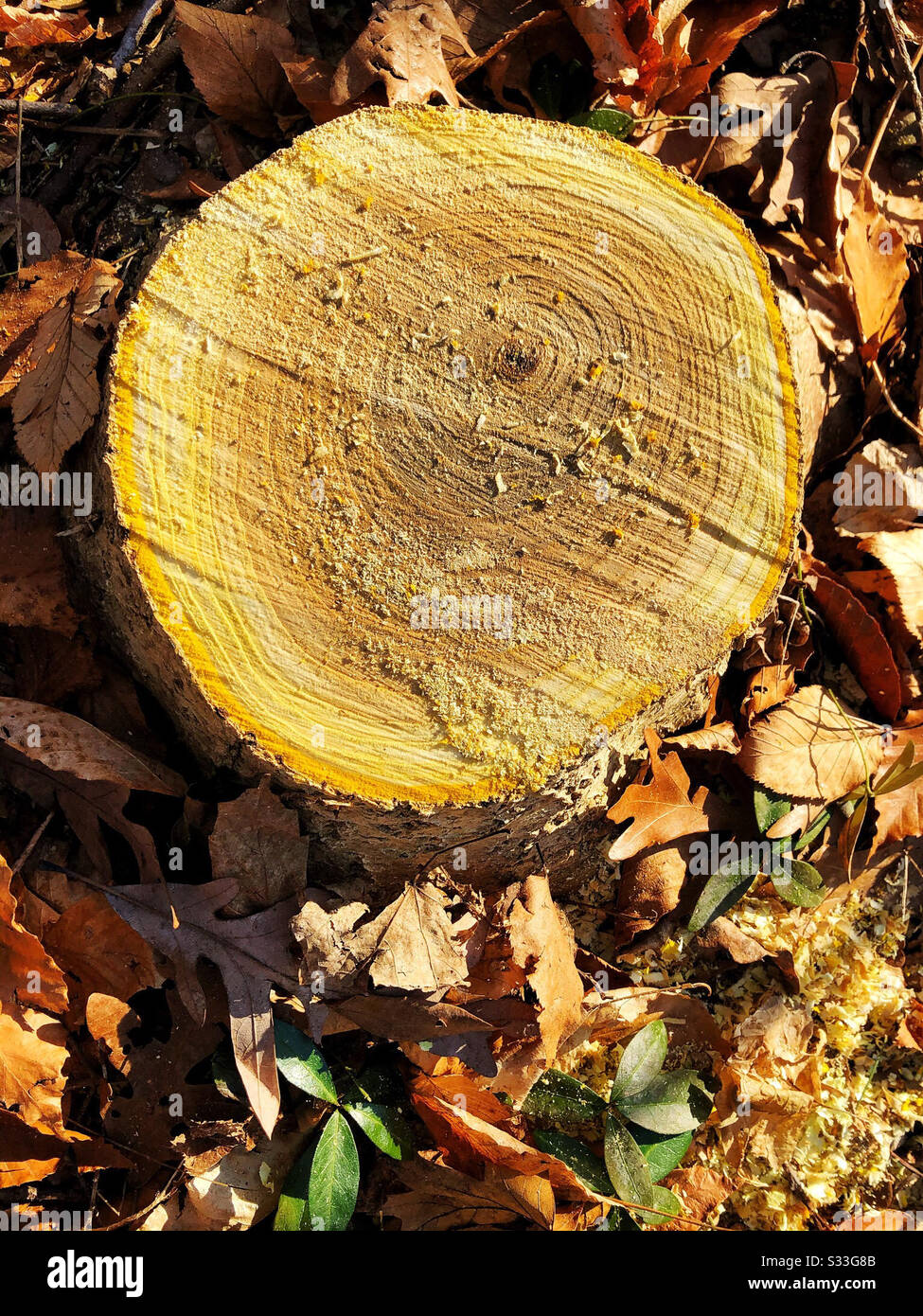 Stump from tree that was just cut down, with sawdust - Smartphone Captured Stock Image
