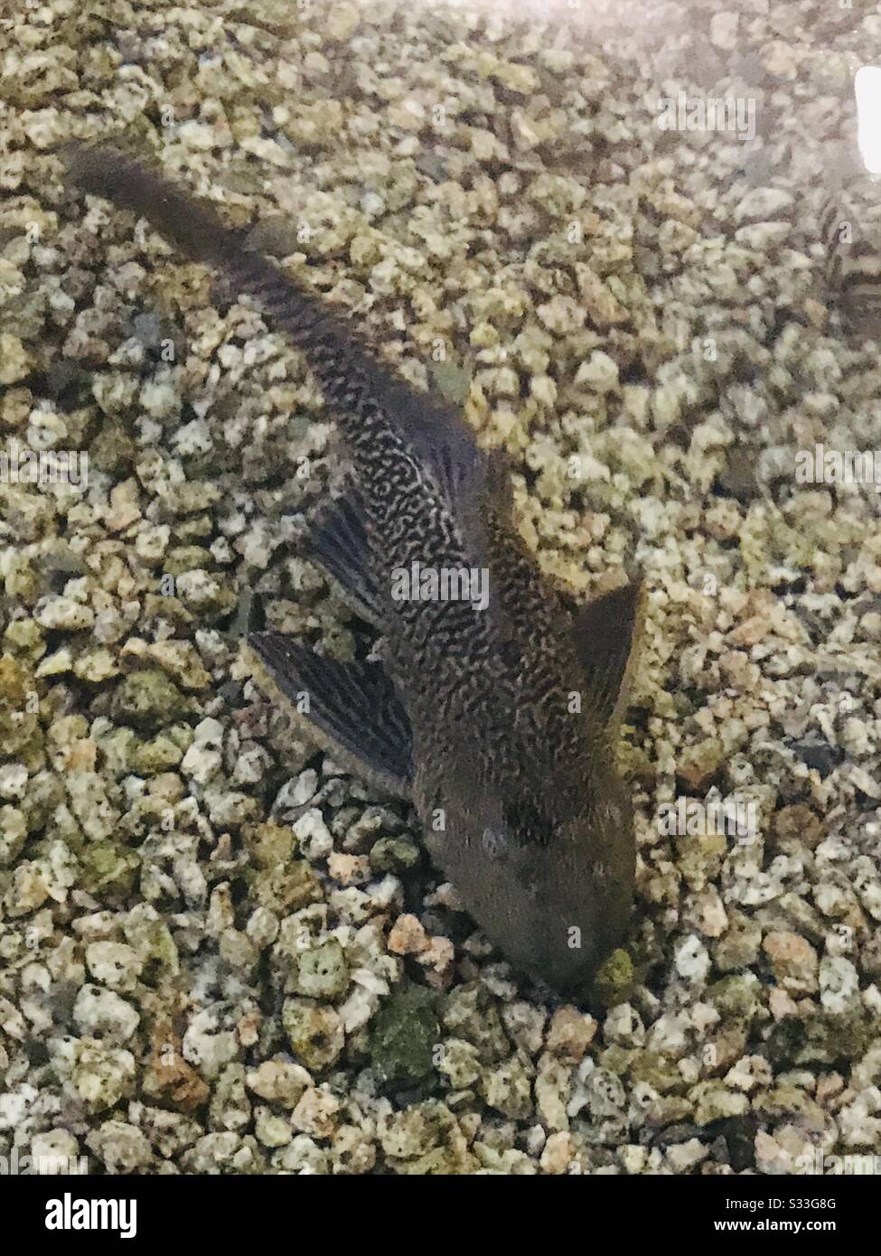 Black Bristlenose Pleco sucker fish in a bug aquarium in an educational institution -dotted black fish- clear water-algae-eating, freshwater aquarium fish with disk-shaped mouths. Zoomed Stock Photo