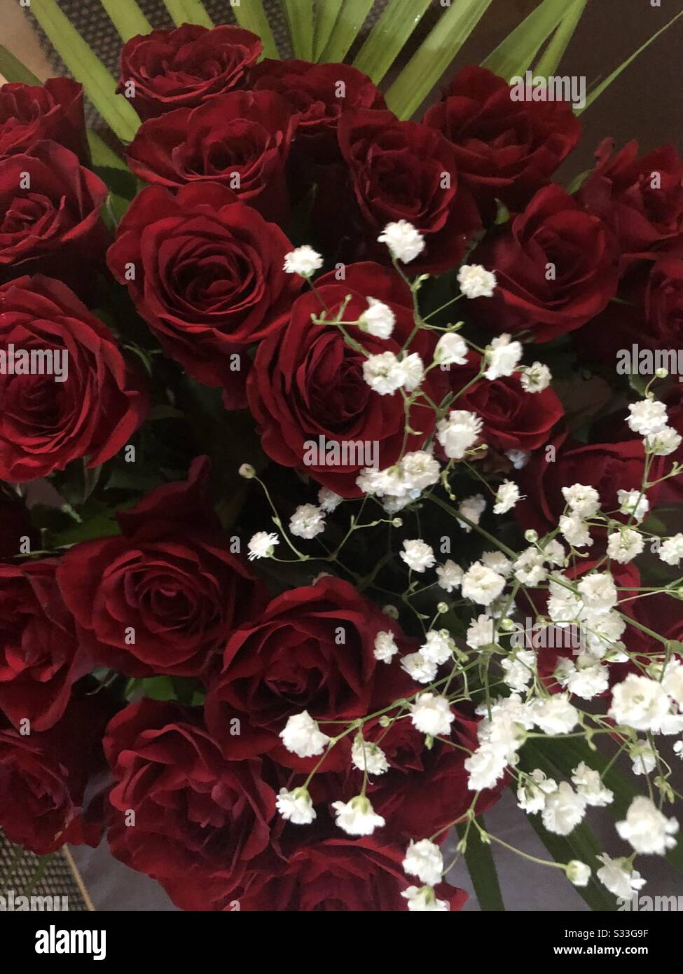 Red roses and babies breath Stock Photo - Alamy