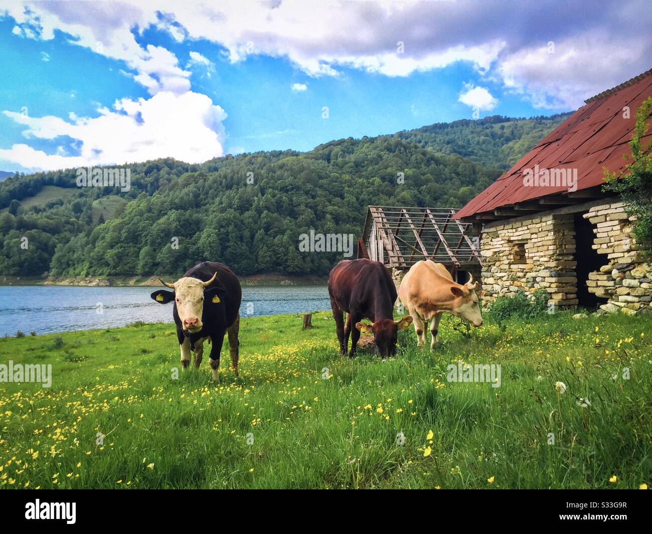 Cows grazing on a field near an abandoned house - Smartphone Captured Stock Image