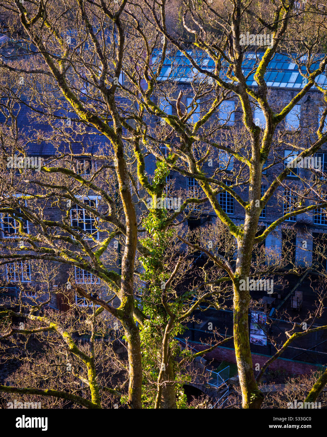 Sunlit trees in front of an old mill at The Torrs in New Mills in the High Peak Derbyshire England UK - Smartphone Captured Stock Image