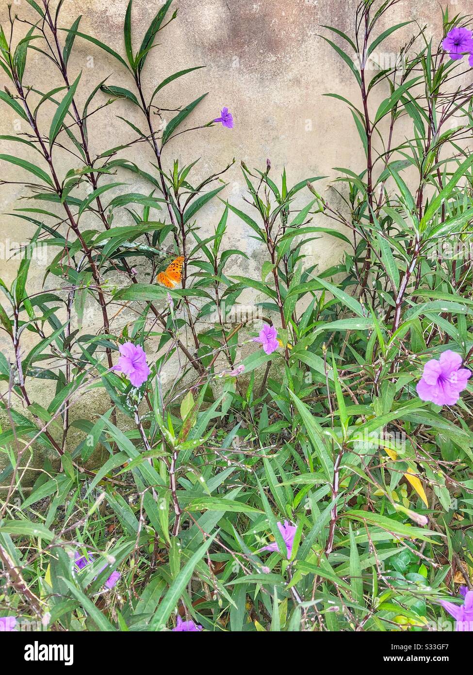 One delicate orange butterfly resting on a plant. - Smartphone Captured Stock Image