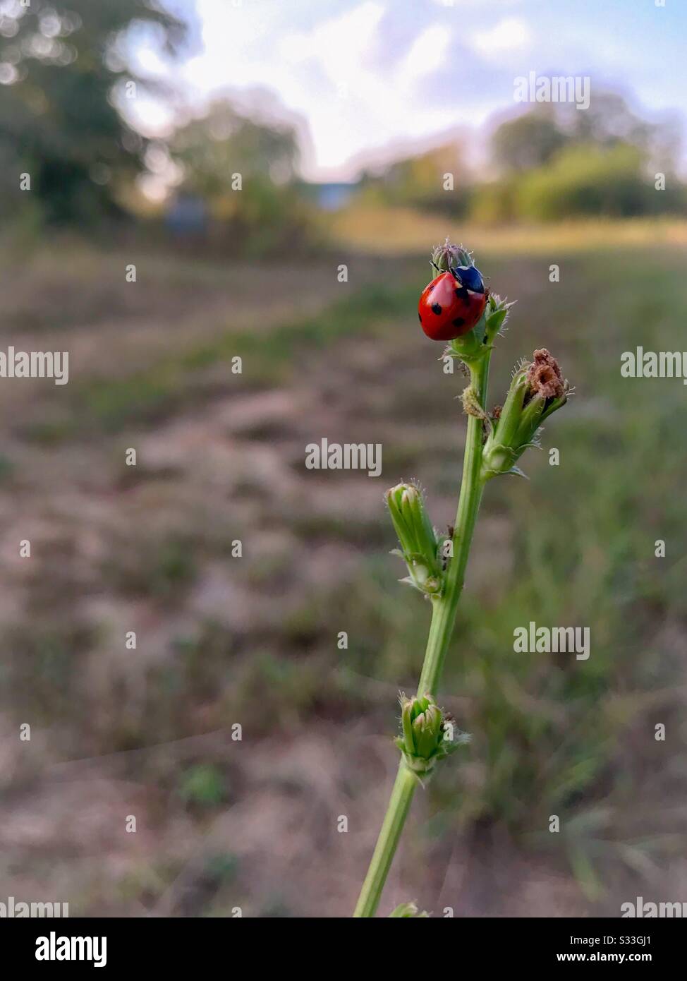 Red ladybug on a spent chicory flower stem - Smartphone Captured Stock Image