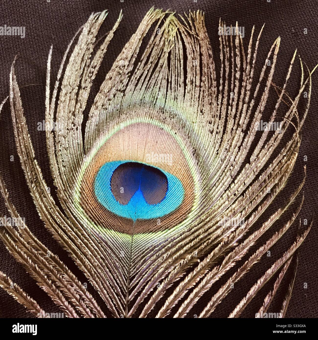 Peacock feather Close up image colourful feather it’s a natural