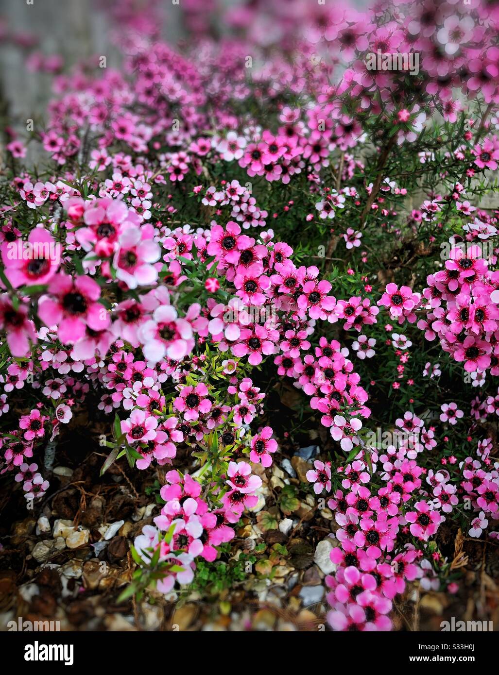 Vibrant pink Leptospermum bush in bloom in a garden flowerbed. - Smartphone Captured Stock Image