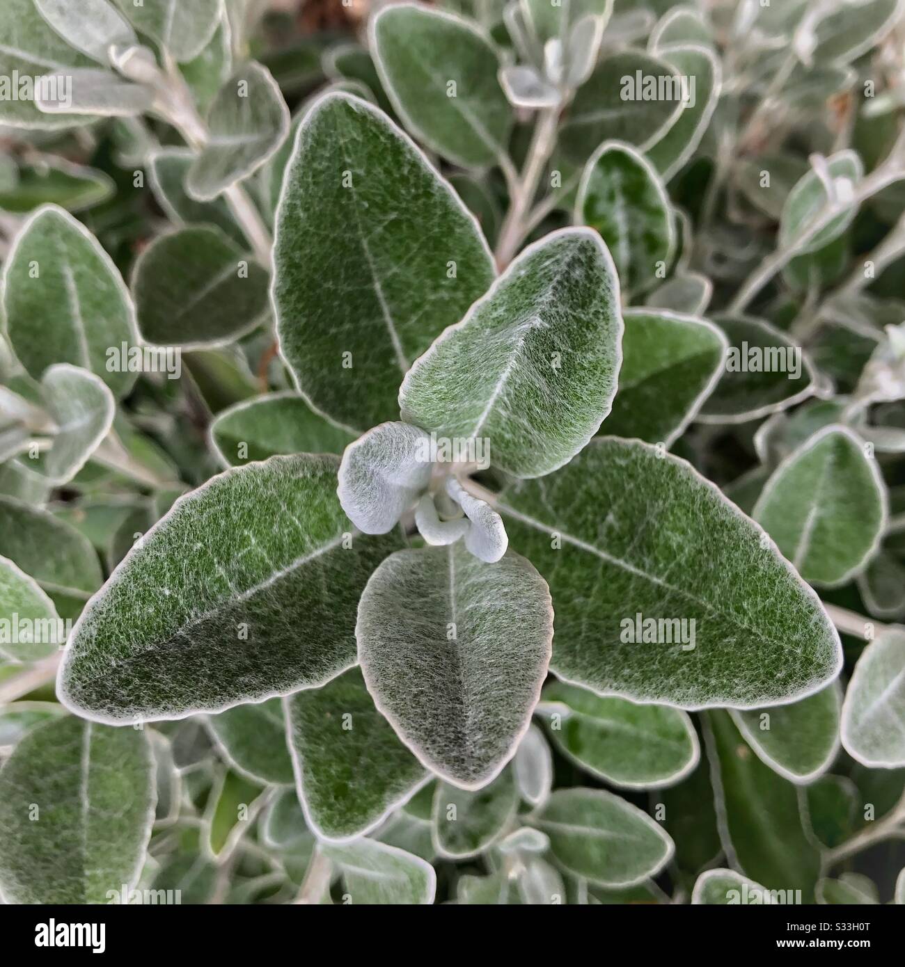 Closeup of Senecio Greyi leaves in late spring. Stock Photo