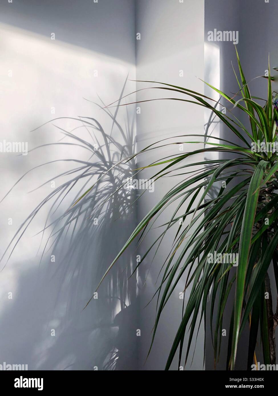 Indoor yucca pot plant casting shadows on a white interior wall. - Smartphone Captured Stock Image