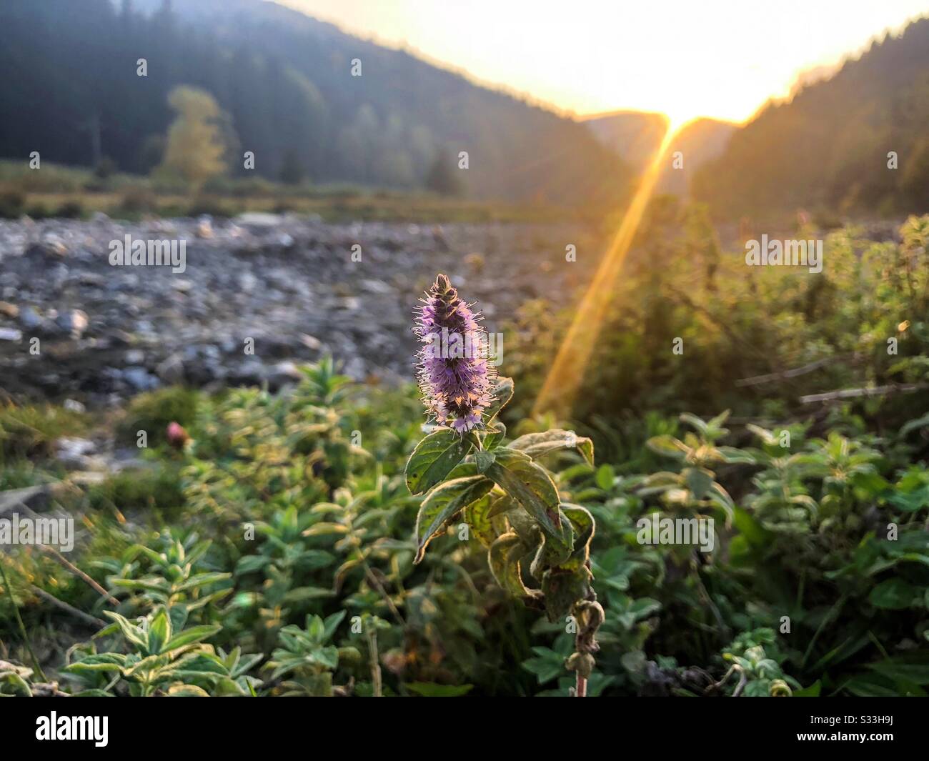 Mint on a field at sunset - Smartphone Captured Stock Image