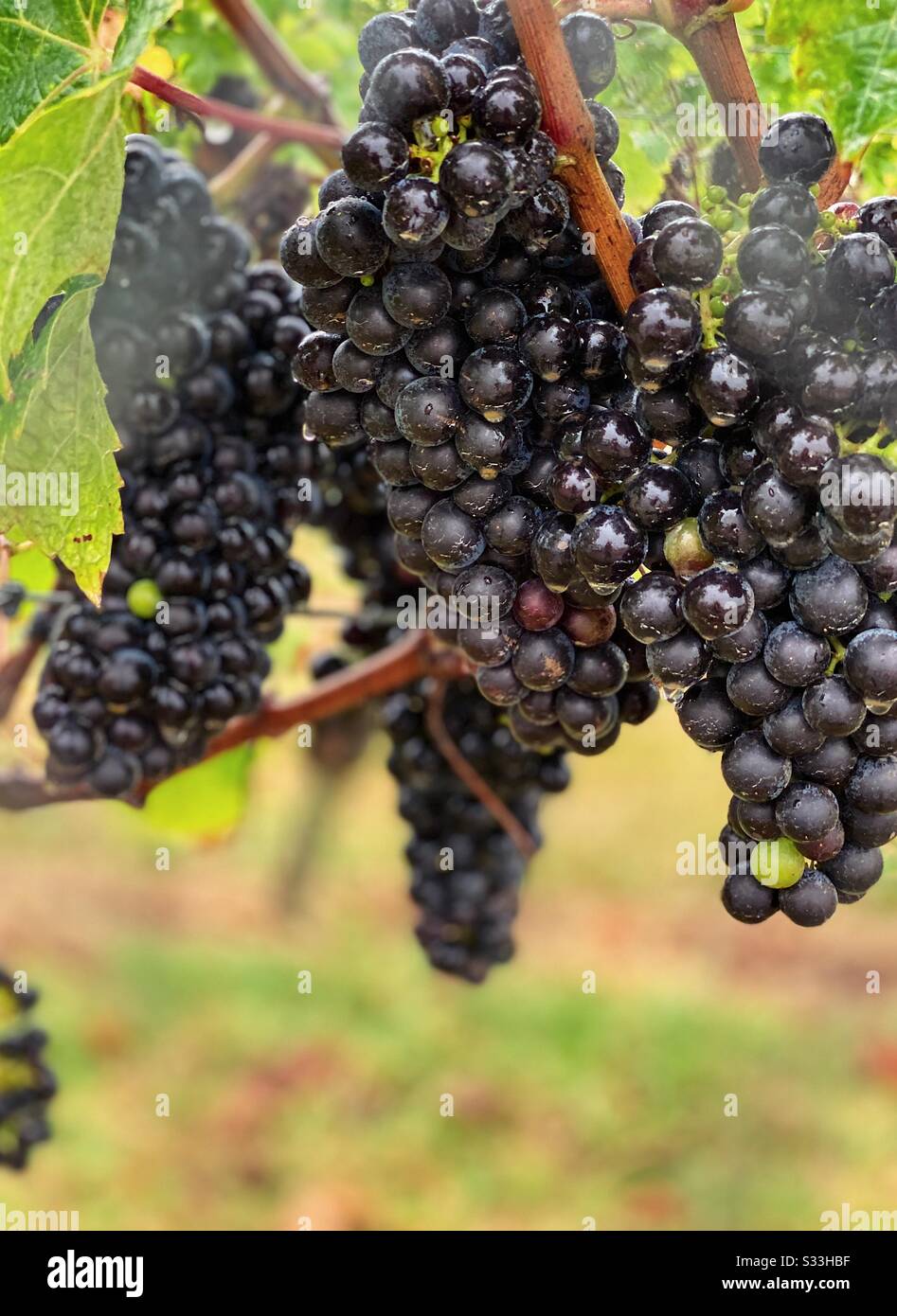 Closeup of bunches of ripe dark black grapes hanging on the vine at a big years on waiheke island in New Zealand almost ready to pick. February 2020 - Smartphone Captured Stock Image
