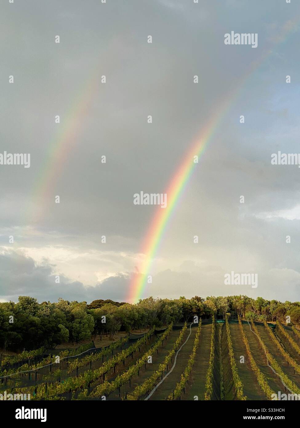 Double rainbow over rows of grape vines at a vineyard on waiheke island New Zealand at sunset. February 2020 Stock Photo