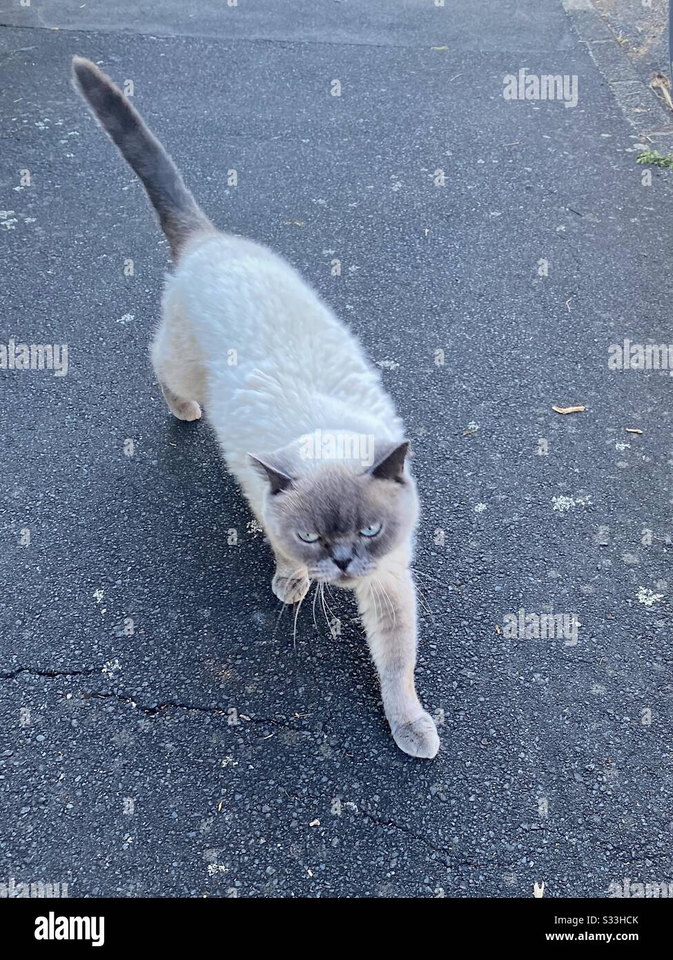 Cute but a little grumpy cat. Siamese markings. Walking on pavement in